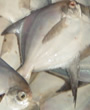 Rupchanda Fish  4 to 4.5 lb